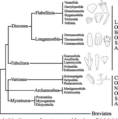 Figure From Revised Classification Of Naked Lobose Moebae Amoebozoa