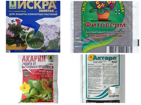 Белокрылка на комнатных растениях: как бороться, фото, лучшие средства