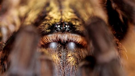 Cuban Bronze Tarantula Phormictopus Auratus Care — The Tarantula