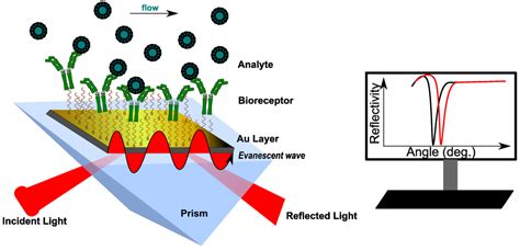 Biosensors Free Full Text Strategies For Surface Design In Surface