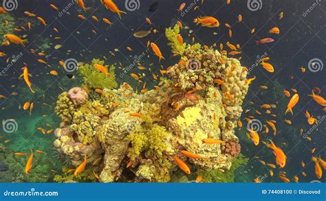 Tropical Fish On Vibrant Coral Reef Stock Photo Image Of Vibrant