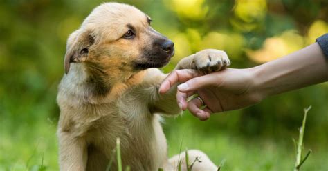 Debido al recelo por los perros sin raza puedes estar perdiéndote la