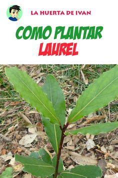 C Mo Plantar Laurel En El Huerto La Huerta De Ivan Cultivo De