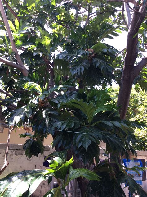 Jamaican Breadfruit Tree Breadfruit Jamaicans Tree Wood Water