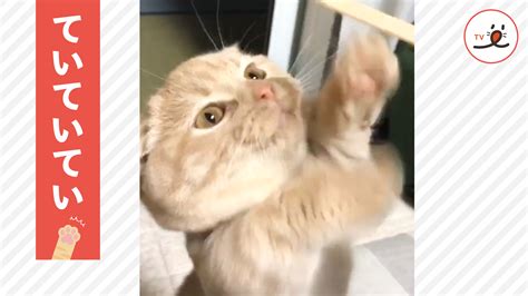 「くらえ！高速猫パンチ😼👊」とパンチを繰り出すニャンコだが Peco（ペコ）