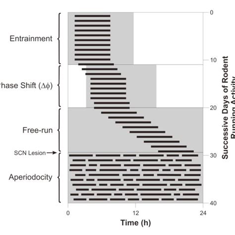 1: An actogram of animal activity during consecutive 24 hour periods ...