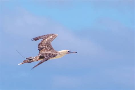 Unveiling a Toolkit to Process and Explore Animal Tracking Data ...