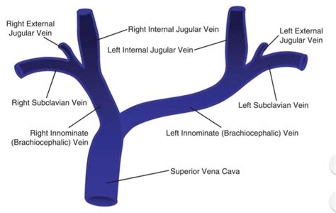 Internal Jugular Vs External Jugular Vein