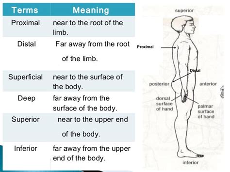 Distal And Proximal Definition