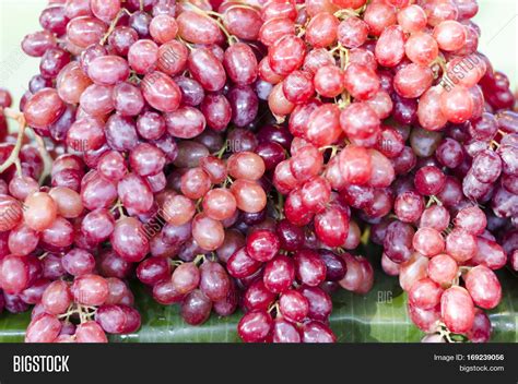 Red Wine Grapes Image & Photo (Free Trial) | Bigstock