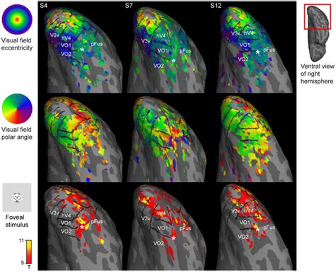 Retinotopic Organization Of The Ventral Visual Cortex The Top Panel