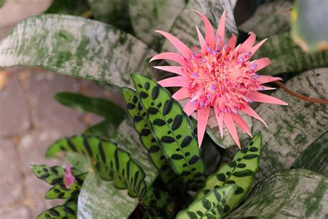 When And How To Water Bromeliads Gardeners Path