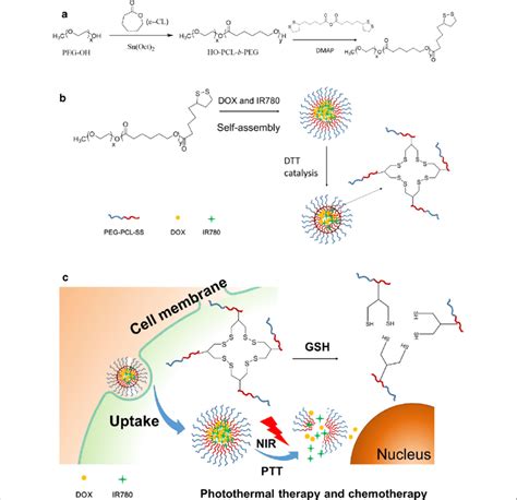 A Synthetic Route Of Peg Pcl Ss Polymer B Schematic Illustration Of