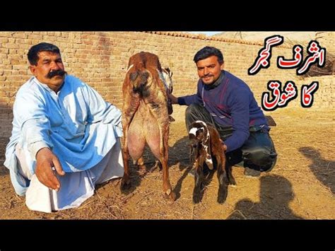 Nagra Beetal Goats Of Ashraf Gujjar Milking Goats In Pakistan YouTube