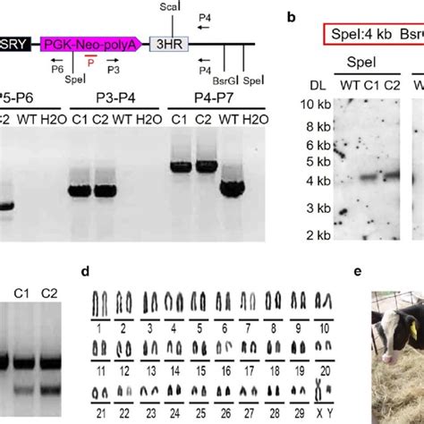 The Ovary And Sex Hormone Detection Of The Sex Reversal Bovine A Image