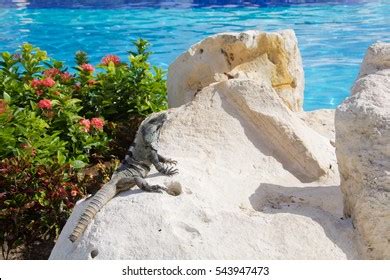 33 Fastest Lizard Images, Stock Photos & Vectors | Shutterstock