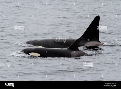 Couple Of Killer Whales Hi Res Stock Photography And Images Alamy