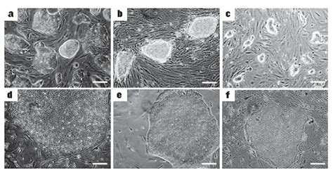 Morphology Of Pluripotent Stem Cell Types Mouse ES A And IPS B