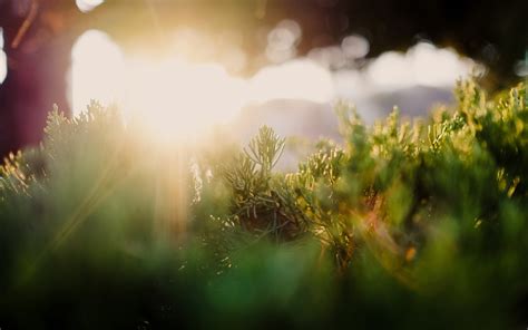 Papel De Parede Luz Solar Natureza Reflex O Plantas Ramo Verde