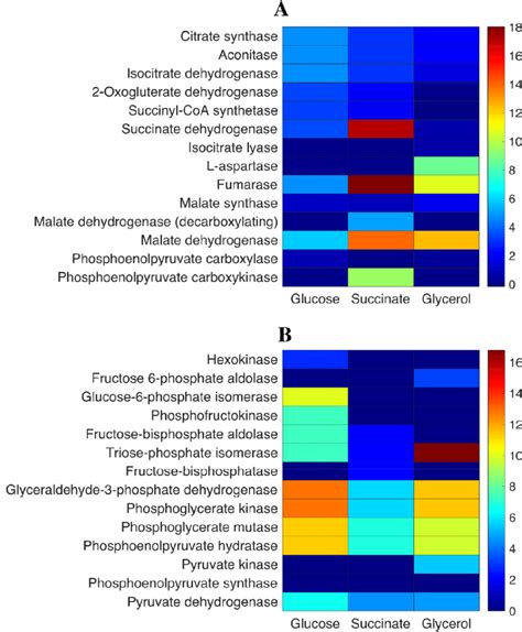 Flux balance analysis of TCA cycle and anaplerotic reactions of the TCA... | Download Scientific ...