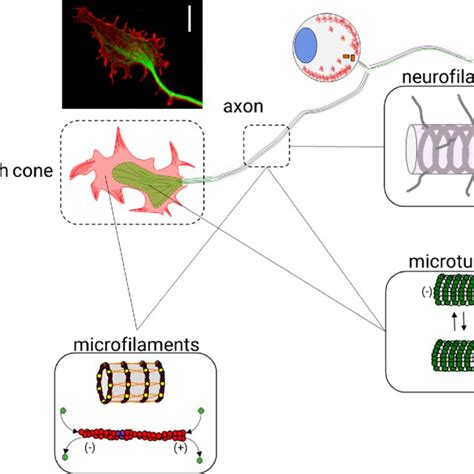 What Are Two Functions Of The Cytoskeleton