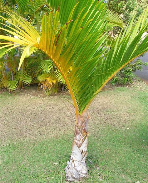 How To Grow The Spindle Palm Tree Hyophorbe Verschaffeltii