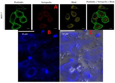 A Confocal Microscopy Image Of Mcf 7 Cell Lines Green Fluorescence Download Scientific