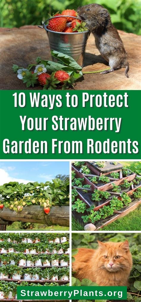 Methods To Protect Your Strawberry Garden From Rodents