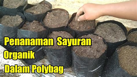 Cara Menanam Sayuran Organik Dalam Polybag Youtube