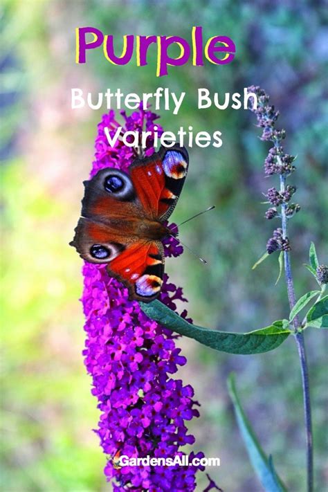 Butterfly Bush Varieties, Pruning and Care - GardensAll