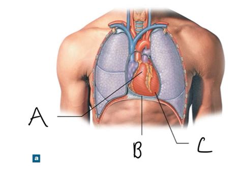 Biol Miller Unit Heart Flashcards Quizlet