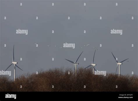 Flying Whooper Swans Hi Res Stock Photography And Images Alamy