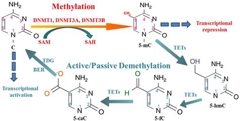 Dna Methylation And Demethylation Mechanisms The Methylation Of