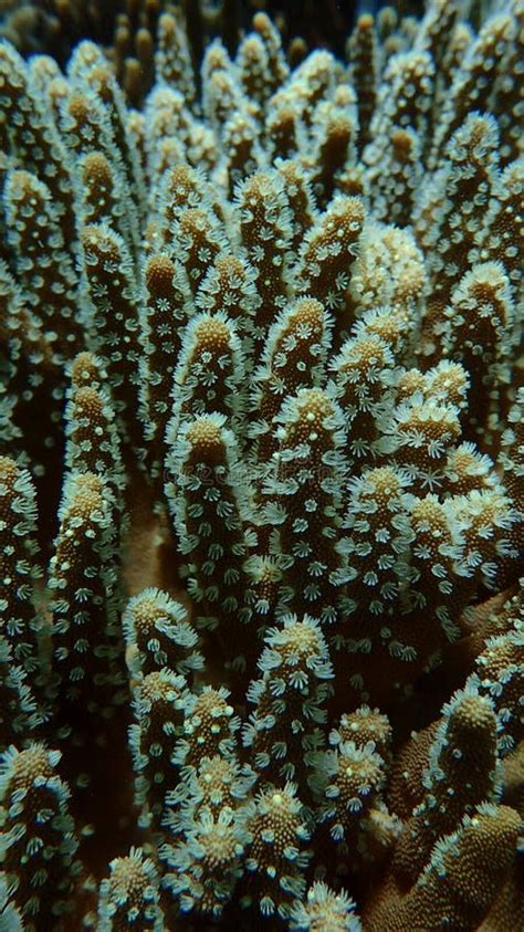 Close Up Leather Coral, Soft Coral Polyps Out, Tentacles Catching Small Floating Plankton Stock ...