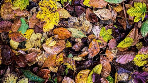 Utilisations Des Feuilles Mortes Au Jardin Ve R Magazine