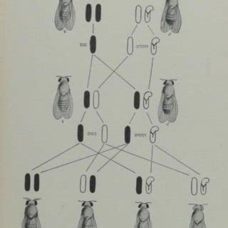 Genetic Analysis Of A Mutant Variant In Drosophila The Sex Linked