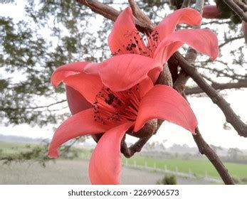 Beautiful Flower Spring Bombax Ceiba Commonly Stock Photo 2269906573 ...