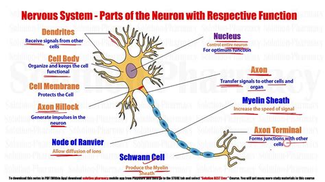 Anatomy And Physiology 71 Structure Of Neuron Structure And Function Of Neuron Neuron