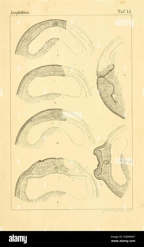 Illustration Depicts Various Stages Hi Res Stock Photography And Images