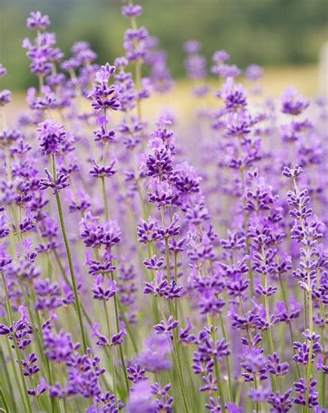 23 Top Lavender Varieties For Filling Your Garden With Color And Fragrance Lavender Varieties