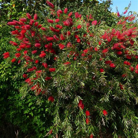 Callistemon Citrinus Splendens Urban Jungle Plant Nursery