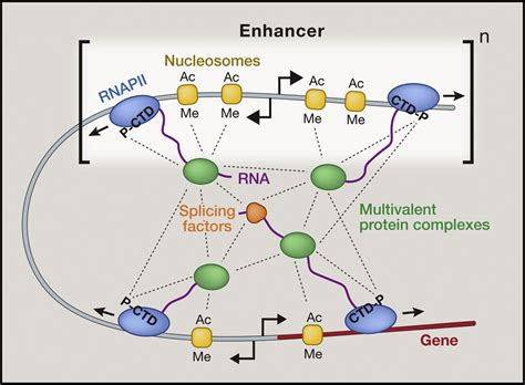 A Phase Separation Model For Transcriptional Control Cell