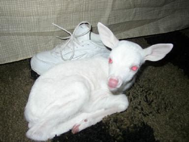 Albino Deer | Snopes.com