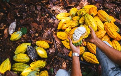 Brasil é reconhecido pela ICCO como exportador de cacau fino e de aroma