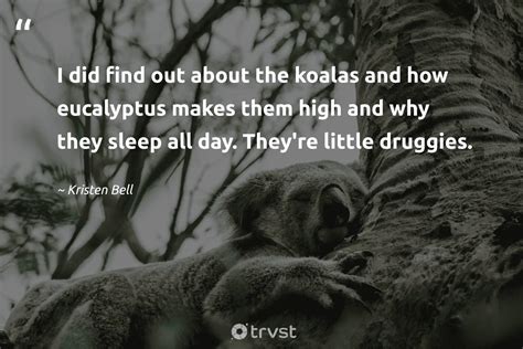 15 Koala Quotes About The Sleepy Marsupials