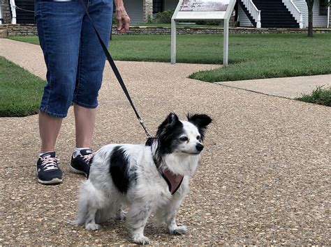 Inaugural Bark Ranger Event At Fort Scott National Historic Site Fort