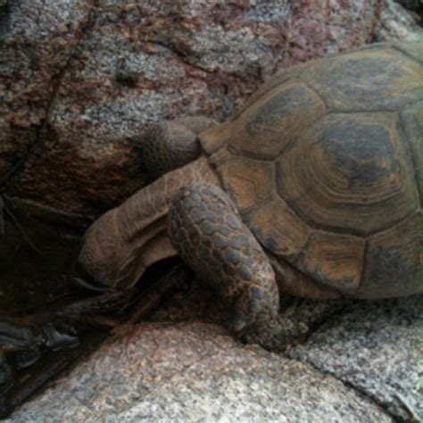 Morafkas Desert Tortoise Project Noah