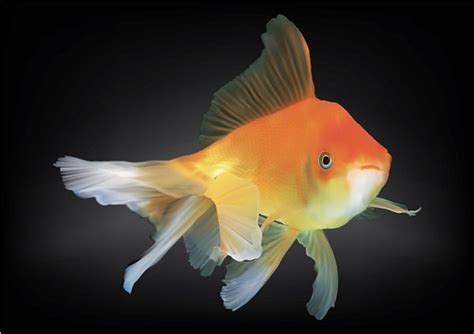 Goldfish Drawing Colored Realistic Design Style Vectors Graphic Art