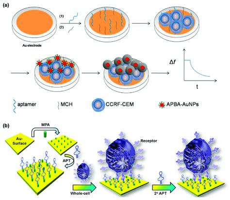 A Design Of Qcm Aptasensor For Detection Of Leukemia Cells Reprinted