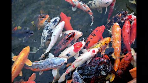 Koi Fish Facts Interesting Facts About Koi Fish Facts About Koi Fish